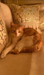 Lost Male Cat last seen Kippax Street Manchester , Greater Manchester, England M14