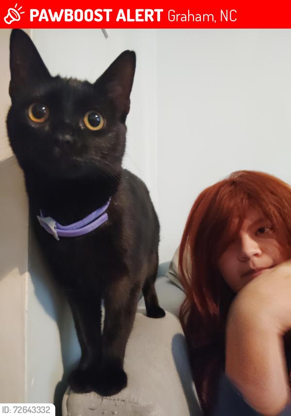 Lost Female Cat last seen Whitset climax st Graham recreation center , Graham, NC 27253