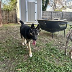 Found/Stray Female Dog last seen Found her near downtown concord , Concord, NC 28025