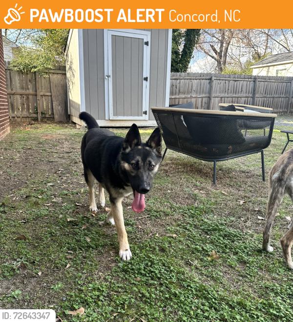 Found/Stray Female Dog last seen Found her near downtown concord , Concord, NC 28025