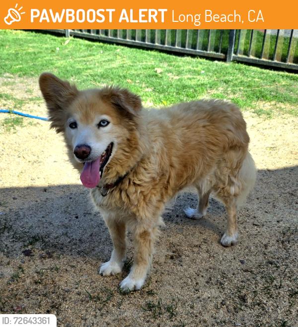 Found/Stray Male Dog last seen El Dorado Park 7500 East Spring Street, Long Beach, CA, USA, Long Beach, CA 90815