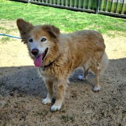 Found/Stray Male Dog last seen El Dorado Park 7500 East Spring Street, Long Beach, CA, USA, Long Beach, CA 90815