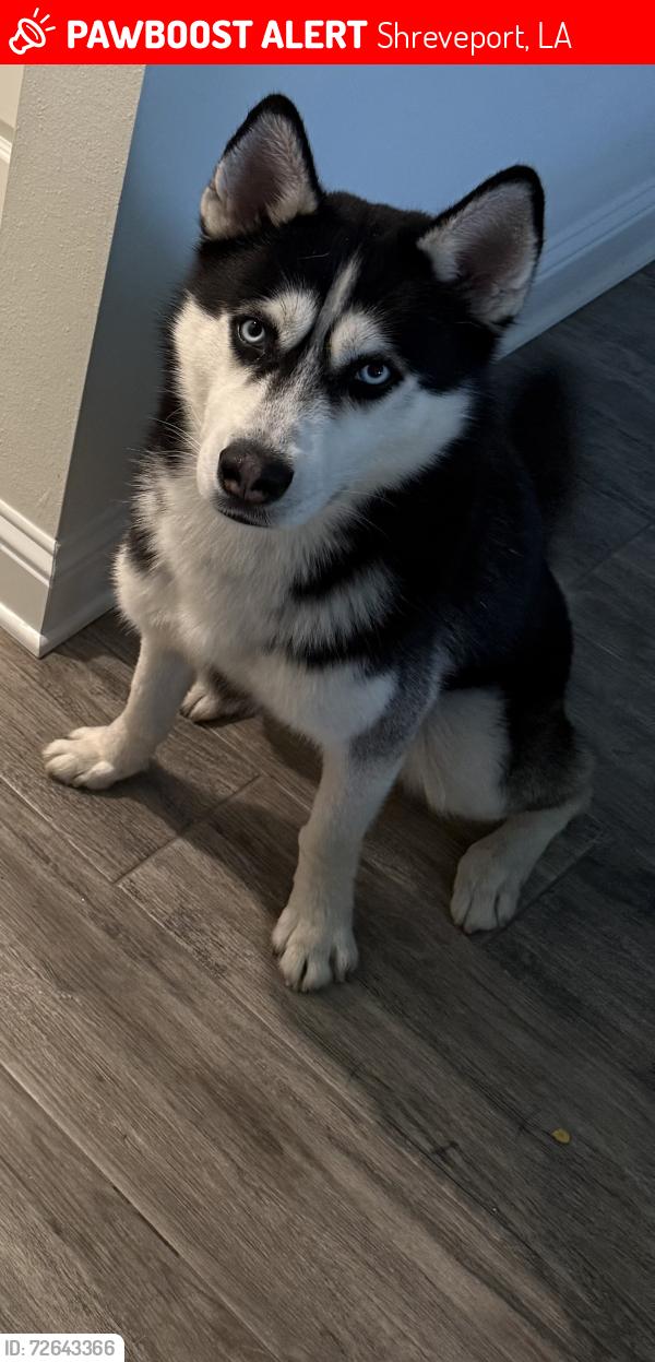 Lost Male Dog last seen Old Mooringsport Rd. , Shreveport, LA 71107