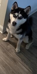 Lost Male Dog last seen Old Mooringsport Rd. , Shreveport, LA 71107