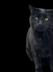 Lost Male Cat last seen 72nd Ave and McIntyre St, Arvada, CO 80005