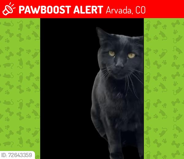 Lost Male Cat last seen 72nd Ave and McIntyre St, Arvada, CO 80005