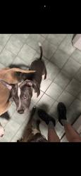 Lost Male Dog last seen Macarthur, New Orleans, LA 70118