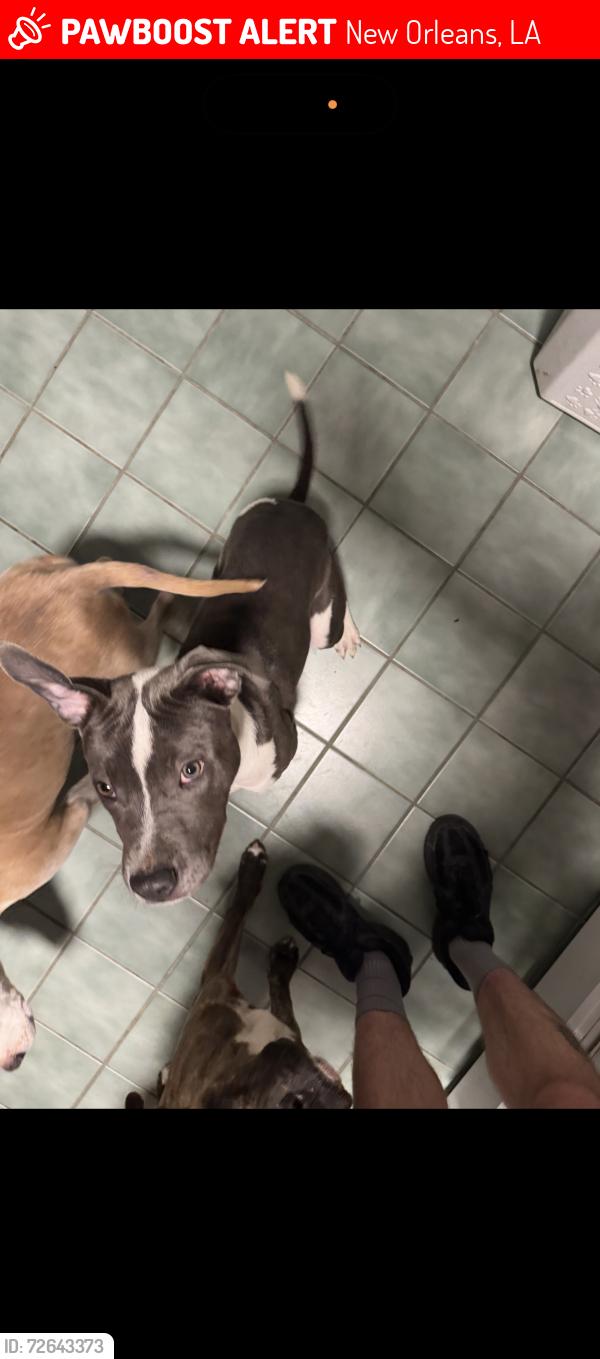 Lost Male Dog last seen Macarthur, New Orleans, LA 70118