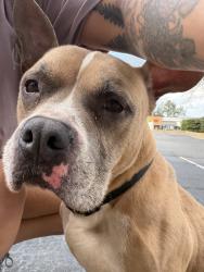 Found/Stray Male Dog last seen By axat CrossFit gym , Suwanee, GA 30024