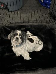 Found/Stray Male Dog last seen At Thalian Hall. Came in the doors, Wilmington, NC 28401