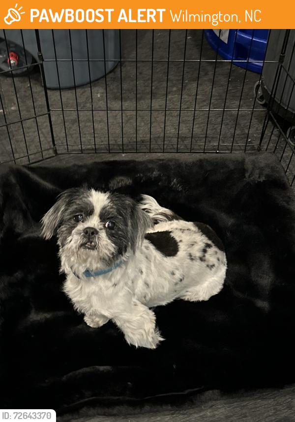 Found/Stray Male Dog last seen At Thalian Hall. Came in the doors, Wilmington, NC 28401