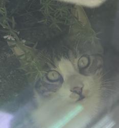 Found/Stray Male Cat last seen Roscoe Blvd and Shoup Ave, Los Angeles, CA 91304