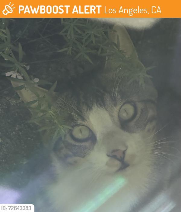 Found/Stray Male Cat last seen Roscoe Blvd and Shoup Ave, Los Angeles, CA 91304