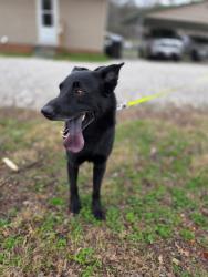 Found/Stray Male Dog last seen Kenlough and Rainbow Dr , Kannapolis, NC 28081