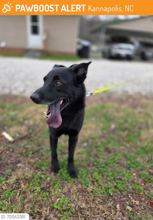 Found/Stray Male Dog last seen Kenlough and Rainbow Dr , Kannapolis, NC 28081