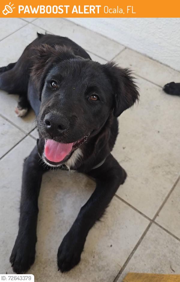 Found/Stray Female Dog last seen SR 200, Ocala, FL 34474