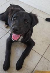 Found/Stray Female Dog last seen SR 200, Ocala, FL 34474