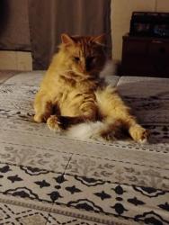 Lost Male Cat last seen N10th and Roma Ln, Abilene, TX 79603