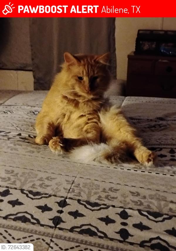 Lost Male Cat last seen N10th and Roma Ln, Abilene, TX 79603