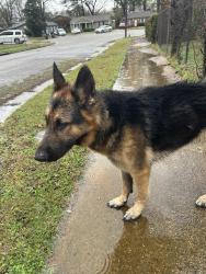 Found/Stray Male Dog last seen Prescott and Carlock, Memphis, TN 38118