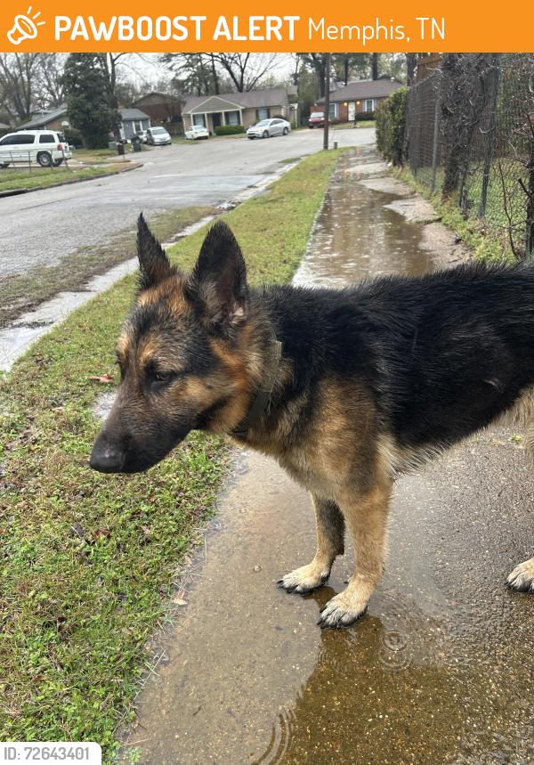 Found/Stray Male Dog last seen Prescott and Carlock, Memphis, TN 38118