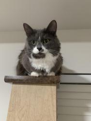 Lost Female Cat last seen Near castle Watch Avenue , Charlotte, NC 28277