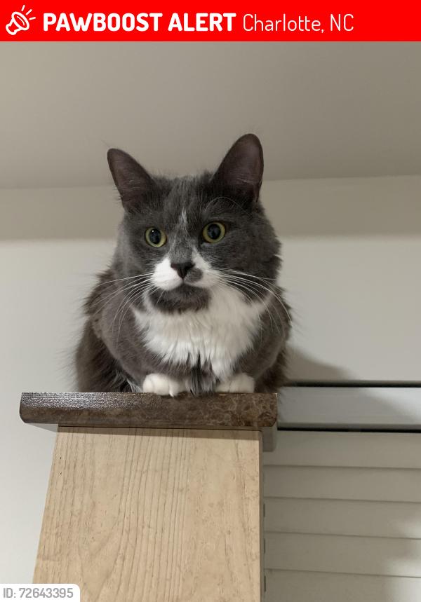 Lost Female Cat last seen Near castle Watch Avenue, Charlotte, NC 28277
