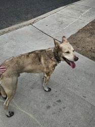 Found/Stray Male Dog last seen  depot, San Antonio, TX 78245