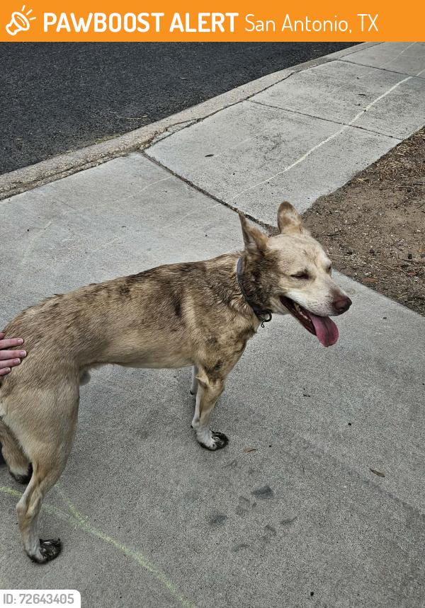 Found/Stray Male Dog last seen  depot, San Antonio, TX 78245