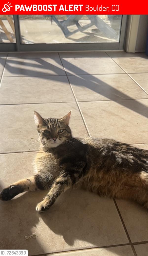 Lost Male Cat last seen Aurora ave and 38th, Boulder, CO 80303