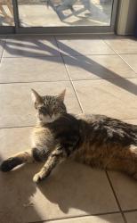 Lost Male Cat last seen Aurora ave and 38th, Boulder, CO 80303