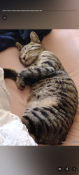Lost Female Cat last seen Near Pincay Dr., Henderson, NV 89015
