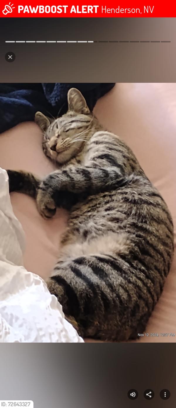 Lost Female Cat last seen Near Pincay Dr., Henderson, NV 89015