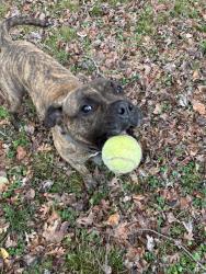 Found/Stray Male Dog last seen Near and Pinnacle Road, Kings Mountain, NC 28086