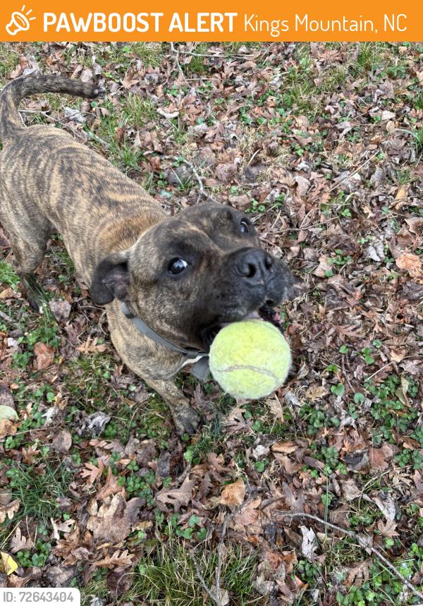 Found/Stray Male Dog last seen Near and Pinnacle Road, Kings Mountain, NC 28086