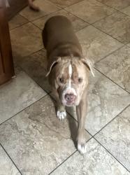 Lost Male Dog last seen Park pool , Ponchatoula, LA 70454