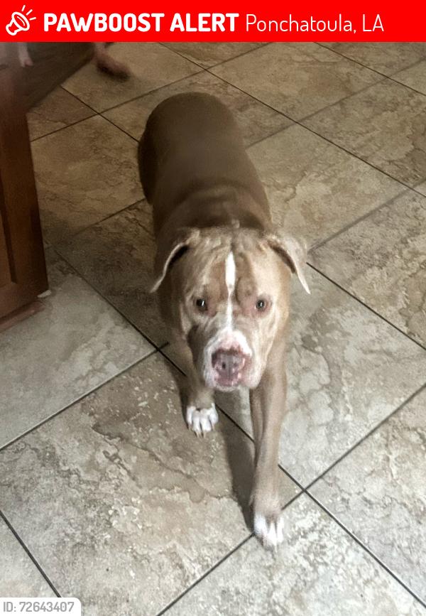 Lost Male Dog last seen Park pool , Ponchatoula, LA 70454