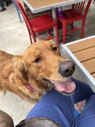 Lost Female Dog last seen off woodborough lane in keller, Keller, TX 76248
