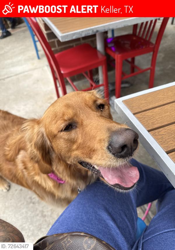 Lost Female Dog last seen off woodborough lane in keller, Keller, TX 76248