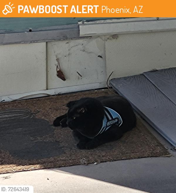 Found/Stray Unknown Cat last seen Near Noah's Cave Creek rd, Phoenix, AZ 85022