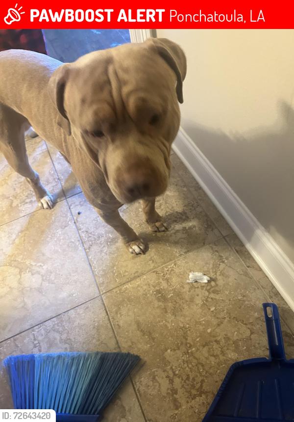 Lost Male Dog last seen Pool and a parl, Ponchatoula, LA 70454
