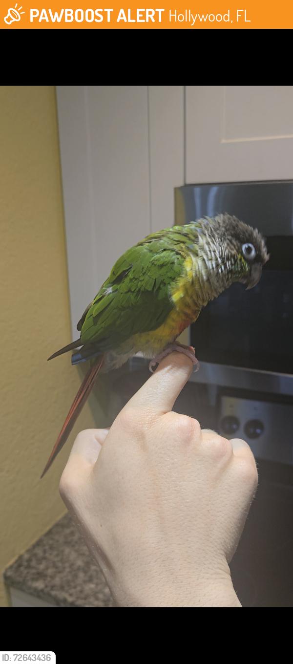 Found/Stray Unknown Bird last seen Solano at Miramar, Hollywood, FL 33025