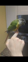 Found/Stray Unknown Bird last seen Solano at Miramar, Hollywood, FL 33025