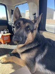 Found/Stray Male Dog last seen Encino and torcido, Rio Rancho, NM 87124