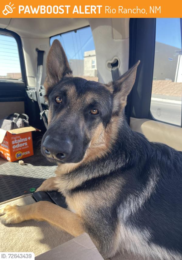 Found/Stray Male Dog last seen Encino and torcido, Rio Rancho, NM 87124
