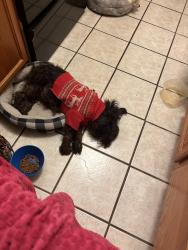 Lost Female Dog last seen Tylersville road , West Chester Township, OH 45069