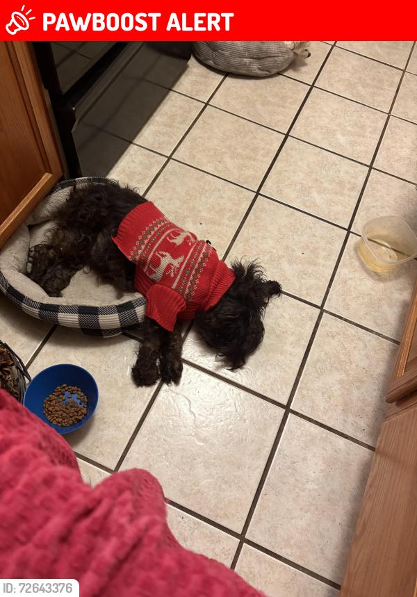 Lost Female Dog last seen Tylersville road , West Chester Township, OH 45069