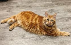 Lost Male Cat last seen Pioneer Hill Road near the Fire Station, Poulsbo, WA 98370