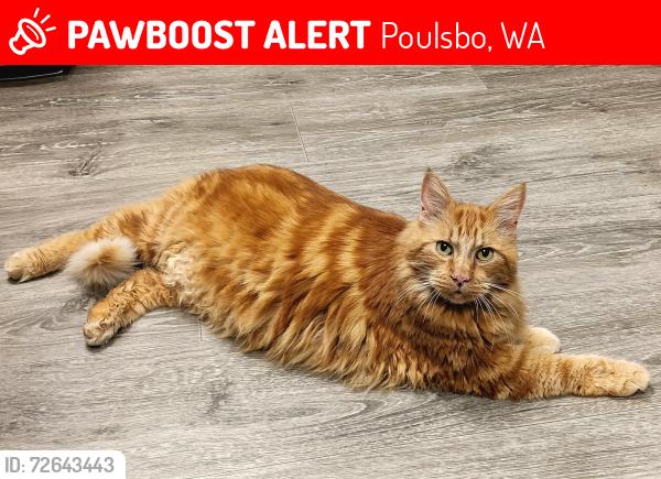 Lost Male Cat last seen Pioneer Hill Road near the Fire Station, Poulsbo, WA 98370