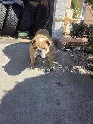 Found/Stray Male Dog last seen Clavelita Street and Veralee st , San Diego, CA 92154